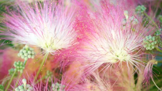 Persian silk tree Albizia julibrissin flowers resembling starbursts of pink silky threads. Pink siris, silk tree acacia Albizia julibrissin during flowering period. Close-up Slow motion