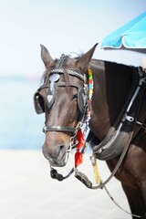 Vertical shot of the dark brown horse (Equus ferus caballus) with many colorful rhythm beads