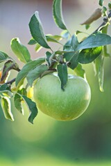 Vertical of a small green apple hanging from a tree branch against a blurred background