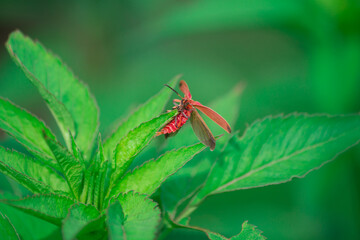 Closeup of a wild insect on a green leaf in a garden
