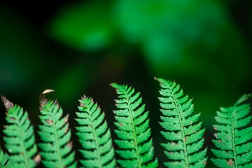 Closeup of a tree branch with green leaves on blurred background