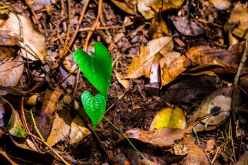 Closeup of a green plant growing on a ground covered in autumn leaves