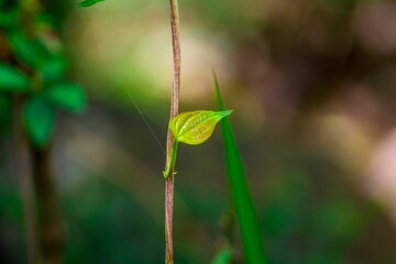 Closeup of a tiny green leaf on a branch