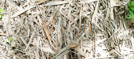 objects for backgrounds and wallpapers of mobile phones and computers, taken from a close distance