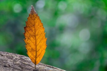 Closeup of a little orange leaf against blurred background