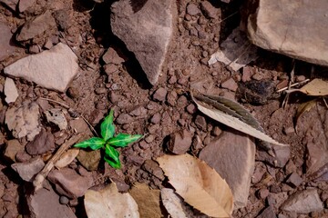 Closeup of a green plant growing on the rocky ground