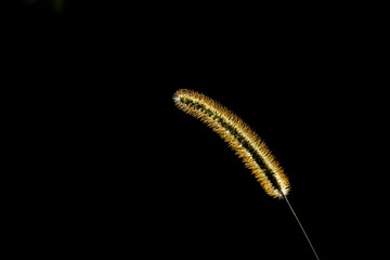 Closeup shot of a dry fox tail grass plant against the black background