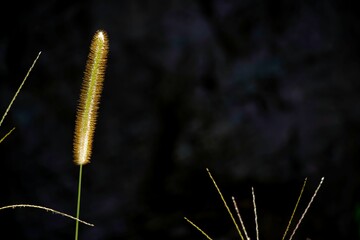 Closeup shot of a dry fox tail grass plant against the isolated background