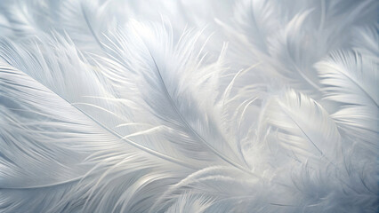 Fototapeta na wymiar Soft White Feathers Texture with White Background