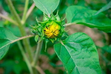 Closeup shot of the bud of a sunflower and its green leaves  in a farmland