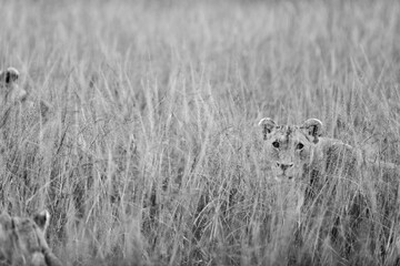 Grayscale artistic photo of a lion cub in the high grass of Masai Mara