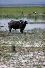 African Buffalo in wetlands of Amboseli National Park in Kenya