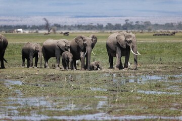 Naklejka na ściany i meble Herd of elephants walking and eating in the marsh of Amboseli National Park, Kenya