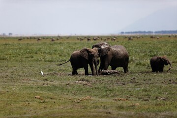 Herd of elephants walking and eating in the marsh of Amboseli National Park, Kenya