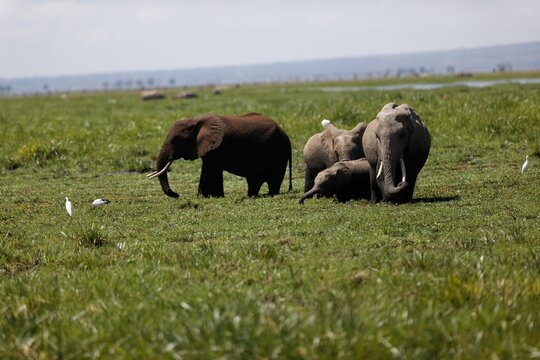Herd of elephants walking and eating in the marsh of Amboseli National Park, Kenya