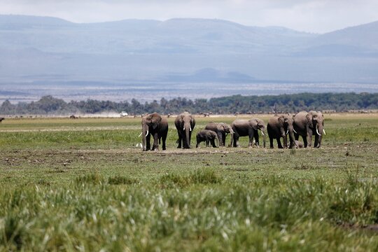 Herd of elephants walking and eating in the marsh of Amboseli National Park, Kenya