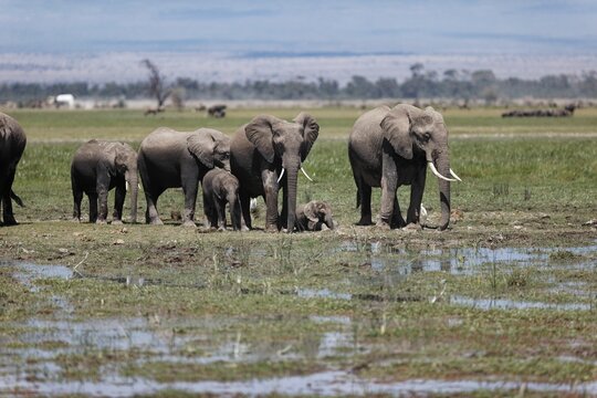 Herd of elephants walking and eating in the marsh of Amboseli National Park, Kenya