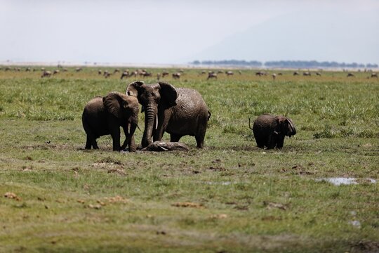 Herd of elephants walking and eating in the marsh of Amboseli National Park, Kenya