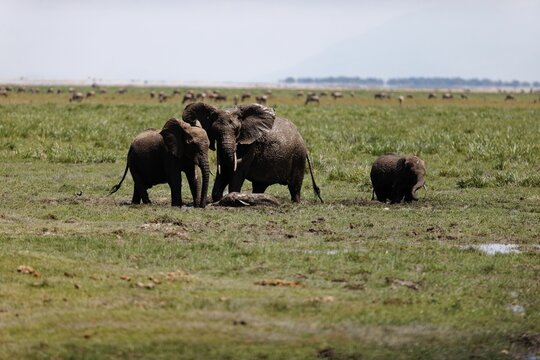 Herd of elephants walking and eating in the marsh of Amboseli National Park, Kenya