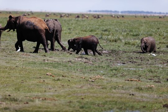 Herd of elephants walking and eating in the marsh of Amboseli National Park, Kenya