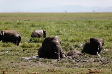 African bush elephants playing in the mud in the green field
