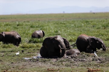 African bush elephants playing in the mud in the green field