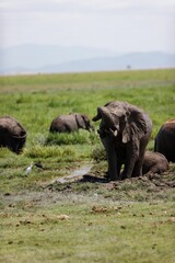 Vertical shot of the African bush elephants playing in the mud in the green field