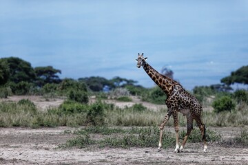 Masai giraffe walking in Amboseli National Park. Kenya, East Africa.