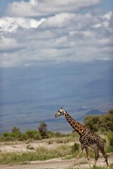 Vertical shot of a Masai giraffe walking in Amboseli National Park. Kenya, East Africa.