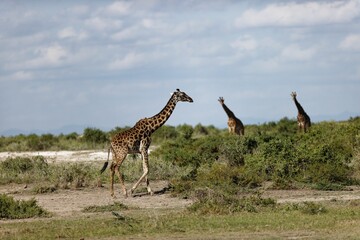 Giraffes walking in Amboseli National Park. Kenya, East Africa.