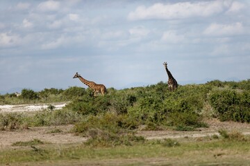 Giraffes in Amboseli National Park. Kenya, East Africa. © Wirestock