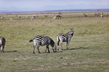 Aerial view of Plain zebras standing on greenery field