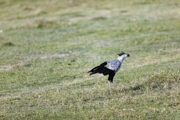 Secretarybird standing on greenery field
