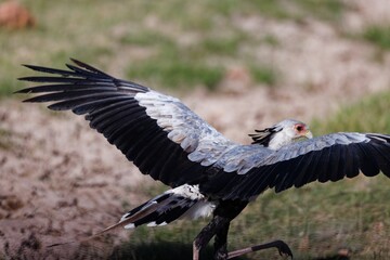 Secretarybird standing on greenery field with open wings