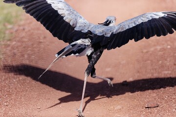 Secretarybird walking on ground with open wings - Powered by Adobe