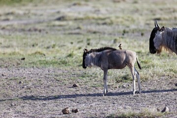 On the back of a young Wildebeest in Amboseli National Park