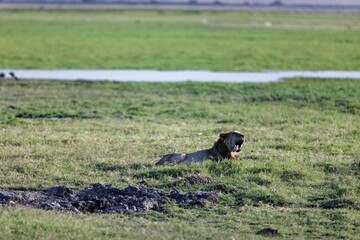 Young starving male lion resting in the grass in a field