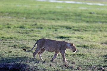 Young lioness walking in the grass in a green field