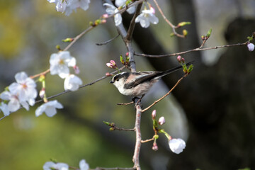 サクラの枝にとまったエナガ