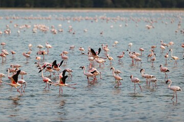 Flock of flamingos in the shallow waters in Amboseli National Park, Kenya