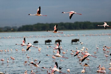 Flock of flamingos and wildebeests walking on water in Amboseli National Park, Kenya
