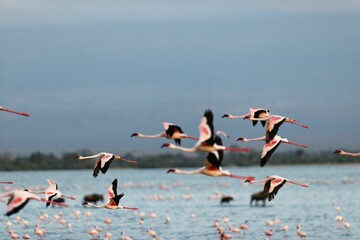 Flock of flamingos flying over the pond in Amboseli National Park, Kenya