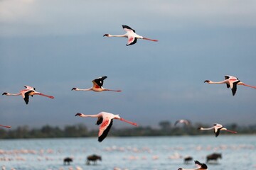 Flock of flamingos flying over the pond in Amboseli National Park, Kenya