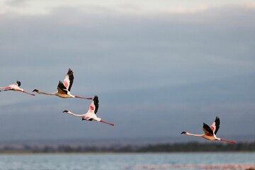 Flock of flamingos flying over the pond in Amboseli National Park, Kenya