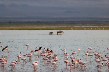 Naklejka premium Flock of flamingos and wildebeests walking on water in Amboseli National Park, Kenya