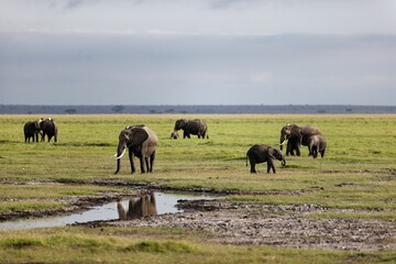 Family of elephants grazing around in the Amboseli National Park, Kenya