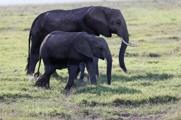 Baby elephant with its mother in the Amboseli National Park, Kenya