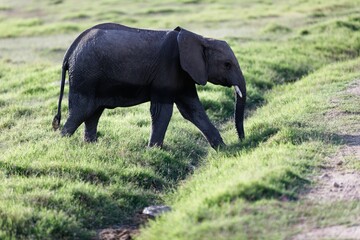 Baby elephant running on the grass in the Amboseli National Park, Kenya