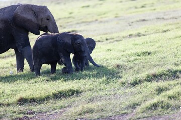 Fototapeta premium Baby elephant with its mother in the Amboseli National Park, Kenya