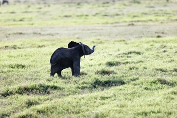 Baby elephant running on the grass in the Amboseli National Park, Kenya